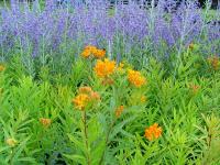 ASCLEPIAS TUBEROSA