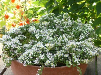 ASTER ERICOIDES PROTRATUS 'SNOW FLURRY'