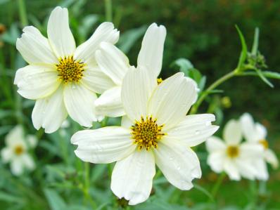 BIDENS HETEROPHYLLA