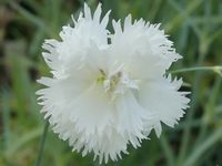 DIANTHUS PLUMARIUS 'COMMUNION'
