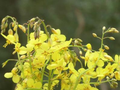 EPIMEDIUM PERRALDERIANUM