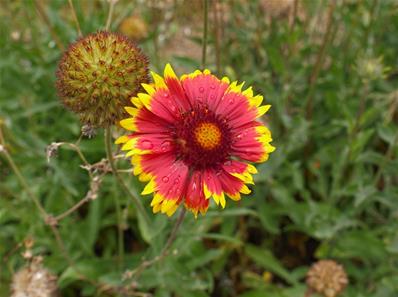 GAILLARDIA 'GOBELIN'