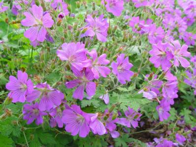 GERANIUM 'SIRAK'