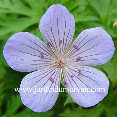 GERANIUM 'BLUE CLOUD'