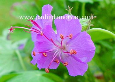 GERANIUM X CANTABRIGIENSE