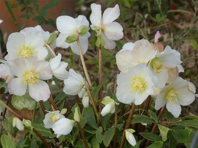 HELLEBORUS NIGER 'PRAECOX'