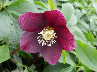 HELLEBORUS ORIENTALIS 'PRETTY ELLEN'