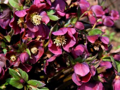 HELLEBORUS ORIENTALIS ‘PRETTY HELEN RED’     