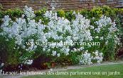 HESPERIS MATRONALIS 'ALBA'