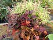 HEUCHERA 'PALACE PURPLE'