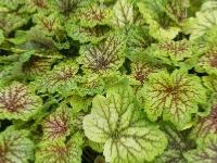 HEUCHERA ‘RED LIGHTNING’