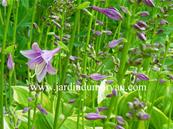 HOSTA 'GOLDEN TIARA'