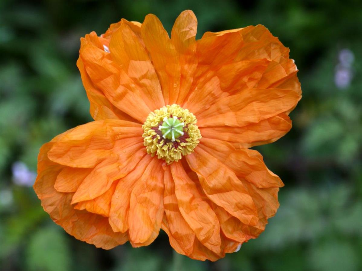 PAPAVER RUPIFRAGUM 'FLORE PLENO'