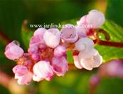 POLYGONUM CAMPANULATUM