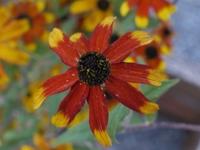 RUDBECKIA TRILOBA 'PRAIRY GLOW'