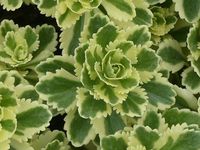 SEDUM TAKESIMENSE 'ATLANTIS'