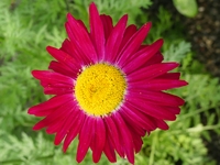 TANACETUM COCCINEUM 'ROBINSON'S RED' (= PYRETHRUM)