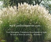 MISCANTHUS SINENSIS 'YAKUSHIMA DWARF'