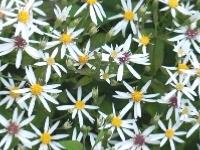 ASTER DIVARICATUS 'BETH CHATTO'