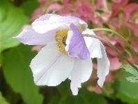 ANEMONE WILD SWAN