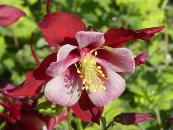 AQUILEGIA 'GEORGIA'