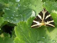 ALCHEMILLA MOLLIS 'ROBUSTA'