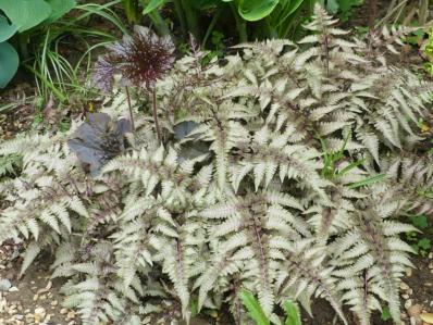 ATHYRIUM NIPONICUM var. PICTUM