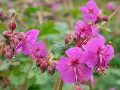 GERANIUM MACRORRHIZUM 'CZAKOR'