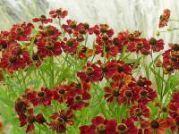 HELENIUM ‘RUBINZWERG’	