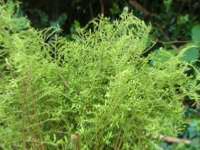 DRYOPTERIS FILIX MAS LINEARIS POLYDACTYLA