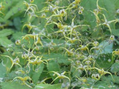 EPIMEDIUM WUSHANENSE ‘CARAMEL’ 