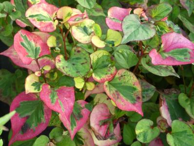 HOUTTUYNIA CORDATA ‘CHAMELEON’ 