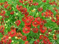 HELENIUM ‘RUBINZWERG’	