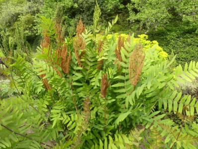 OSMUNDA REGALIS PURPURASCENS