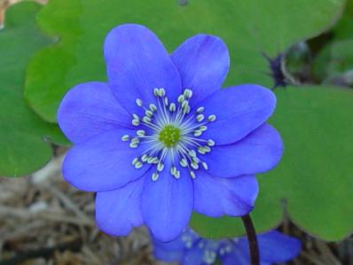 HEPATICA NOBILIS