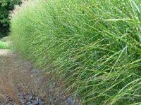 MISCANTHUS SINENSIS 'STRICTUS'