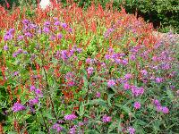VERNONIA CRINITA 'MORVAN'