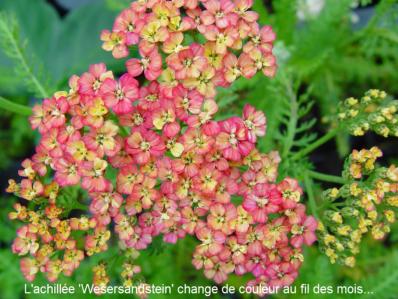 ACHILLEA 'WESERSANDSTEIN'