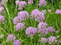 ALLIUM SENESCENS ssp MONTANUM - CIBOULETTE