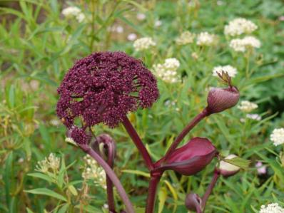 ANGELICA GIGAS