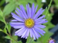 ASTER x 'NOLAY'