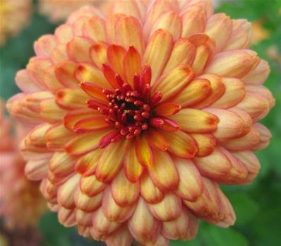 CHRYSANTHEMUM INDICUM 'BRONZE ELEGANCE'