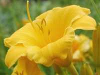 HEMEROCALLIS ‘STELLA DE ORO’