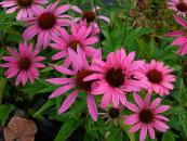 ECHINACEA PURPUREA 'RUBINSTERN'