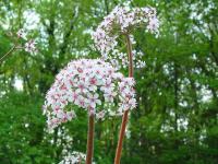 DARMERA PELTATA