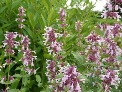 NEPETA 'DAWN TO DUSK'