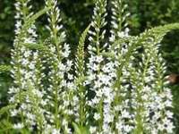 LYSIMACHIA CLETHROIDES ‘SNOW CANDLE’