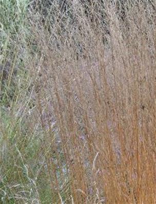 MOLINIA CAERULEA 'EDITH DUDSZUS'