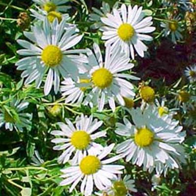 Leucanthemella serotina 'Herbstern' (092)