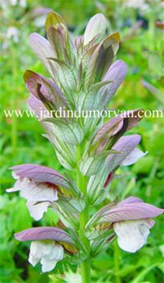 ACANTHUS HUNGARICUS